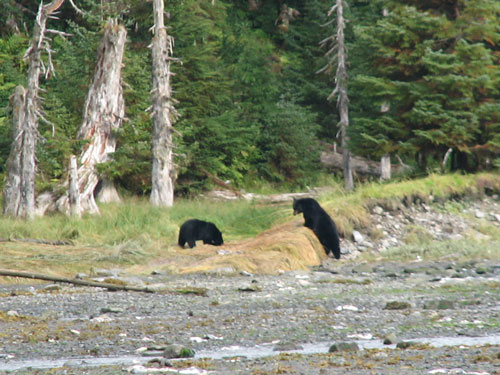 bear8_09_2007.jpg