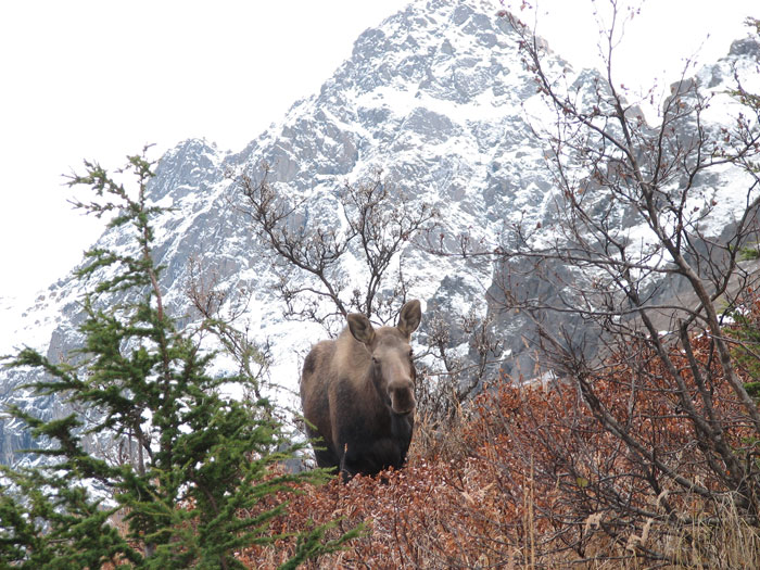 moose-10-2006.jpg