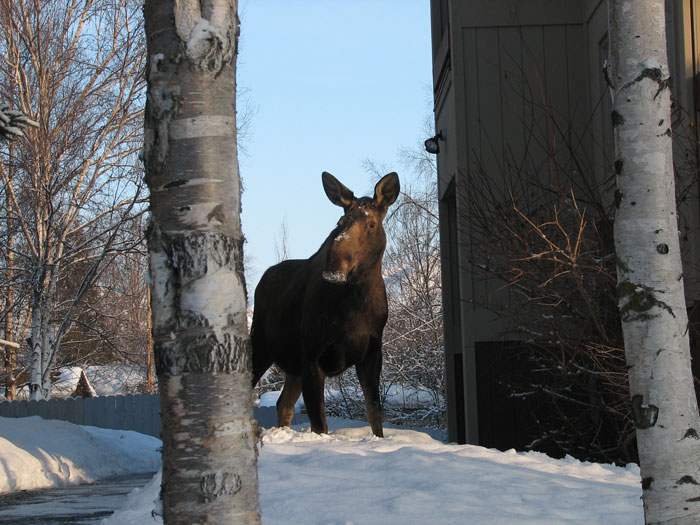 moose_02-2007.jpg